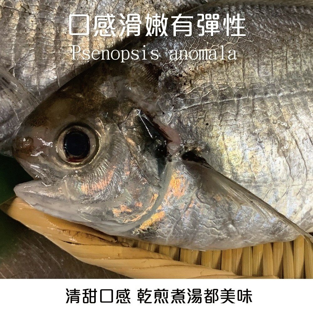 新鮮野生肉魚/肉鯽仔(每尾100g±10%)【海陸管家】滿額免運-圖片-2
