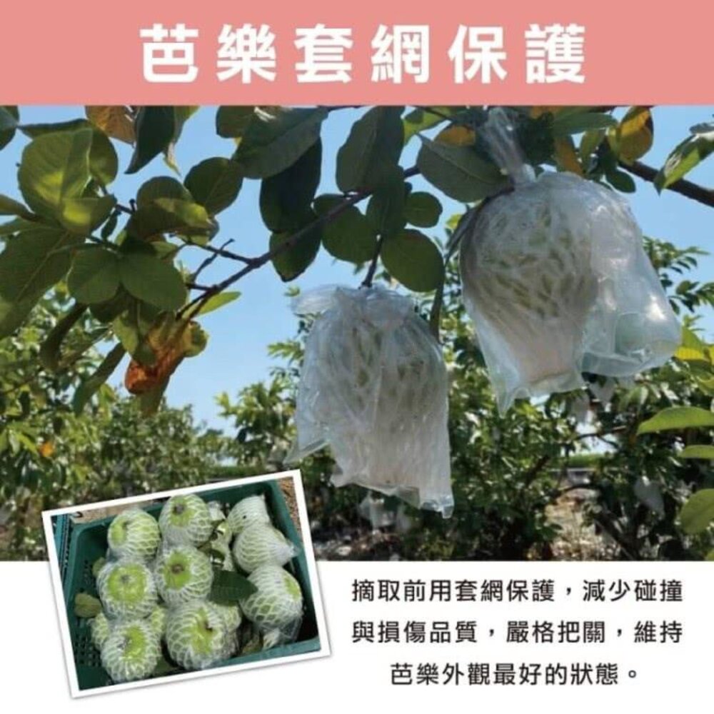 嚴選台灣帝王芭樂 0運費【果農直配】台灣芭樂 白芭樂 土芭樂-圖片-2