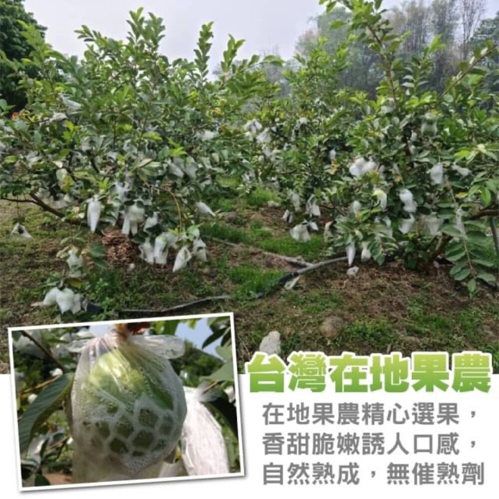 嚴選台灣帝王芭樂 0運費【果農直配】台灣芭樂 白芭樂 土芭樂-圖片-2