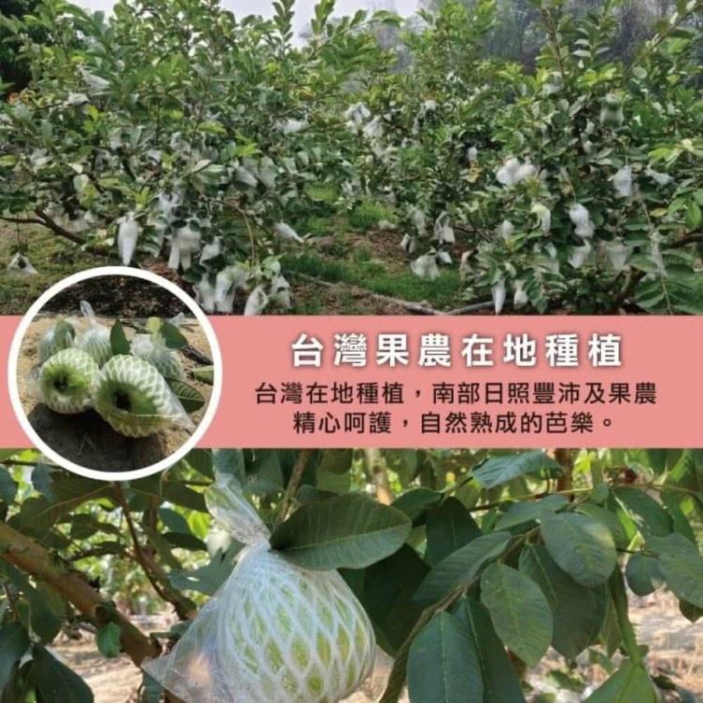 嚴選台灣帝王芭樂 0運費【果農直配】台灣芭樂 白芭樂 土芭樂-圖片-3