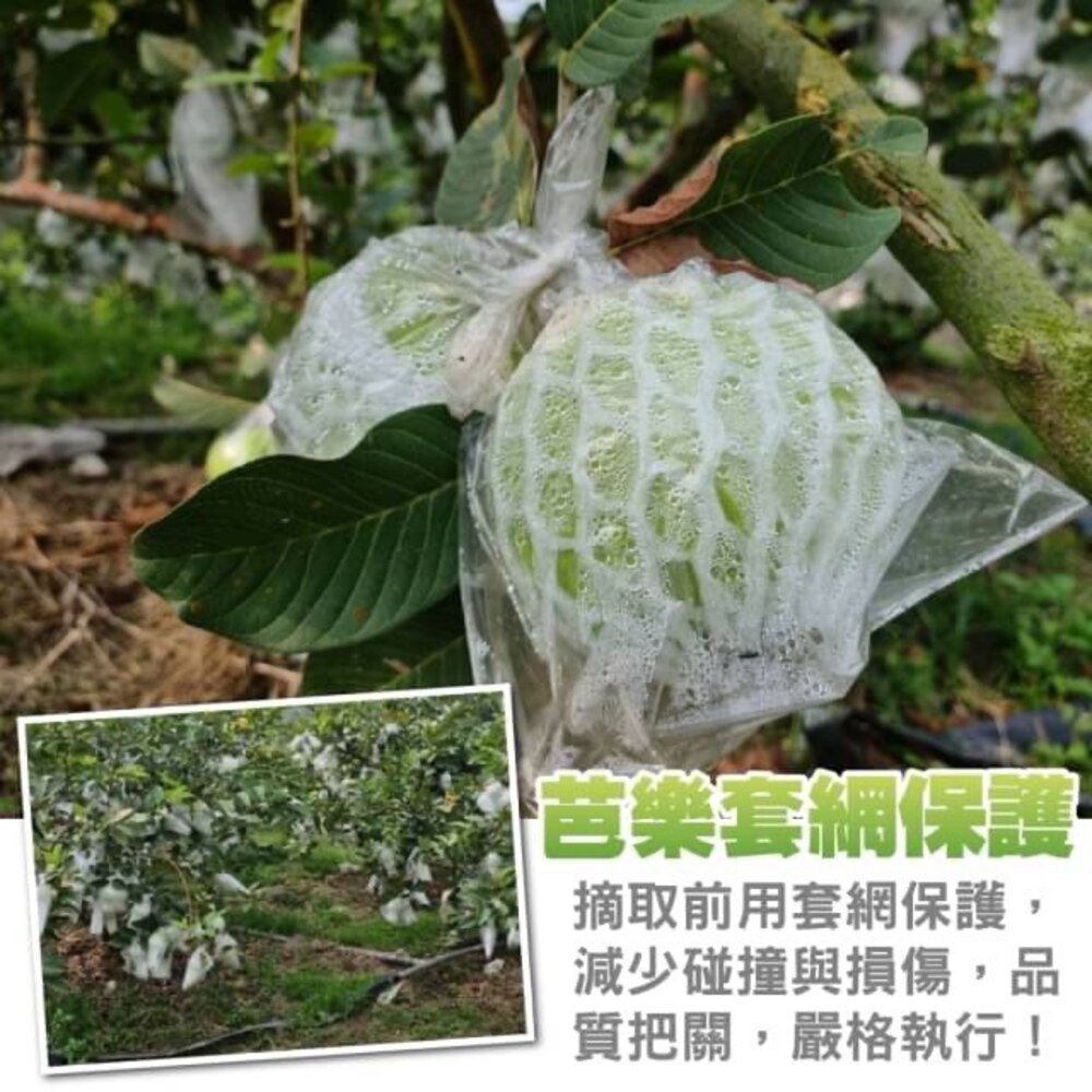 嚴選台灣帝王芭樂 0運費【果農直配】台灣芭樂 白芭樂 土芭樂-圖片-3