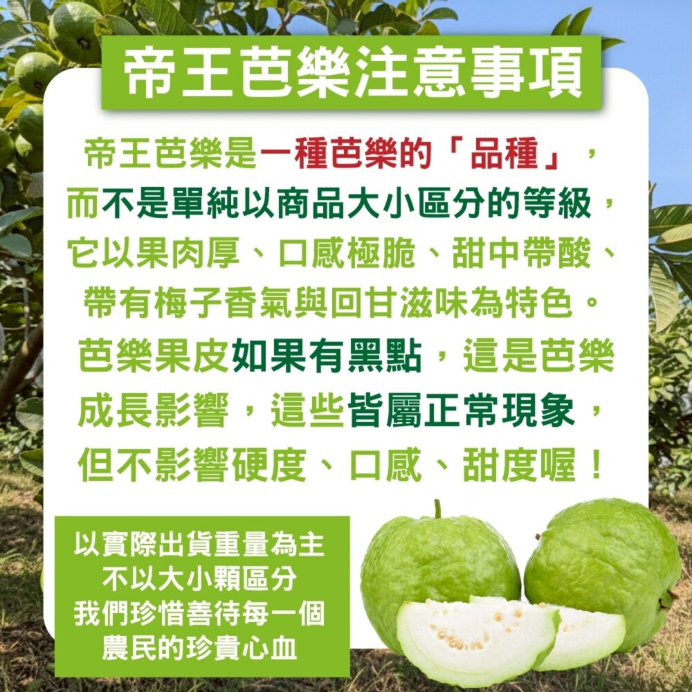 嚴選台灣帝王芭樂 0運費【果農直配】台灣芭樂 白芭樂 土芭樂-圖片-6