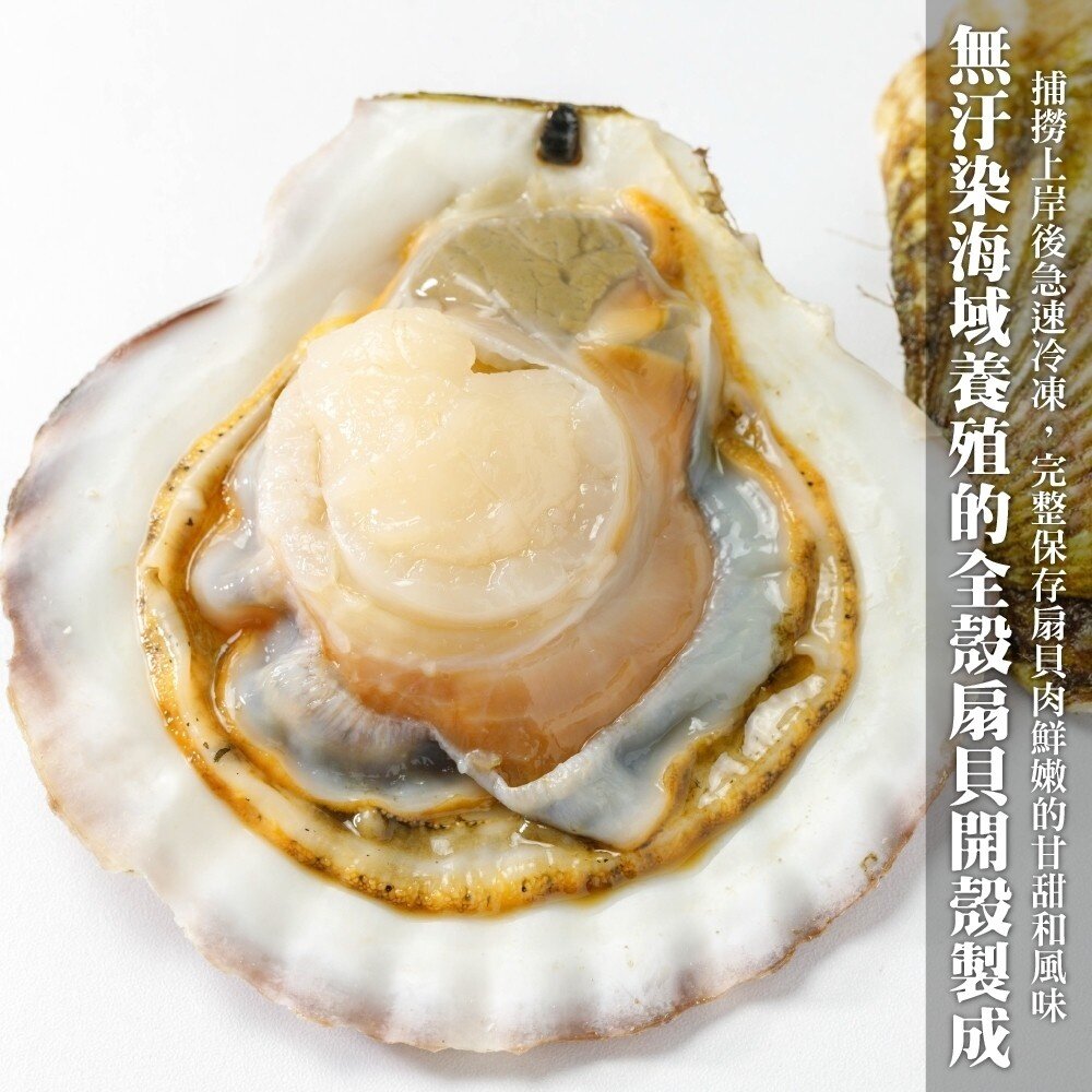 人氣熱賣生鮮半殼扇貝(每包500g±10%/約5-9顆)【海陸管家】滿額免運-圖片-1