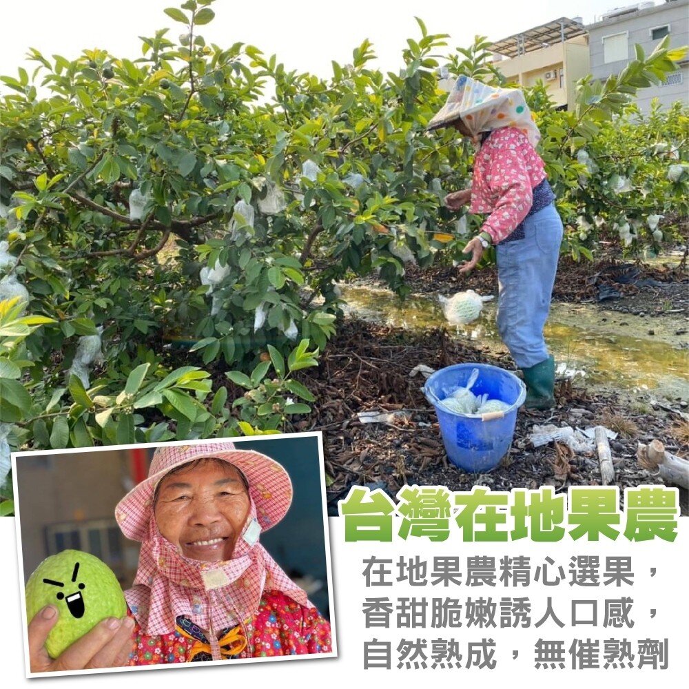 燕巢牛奶珍珠芭樂【果農直配】全省免運-圖片-1