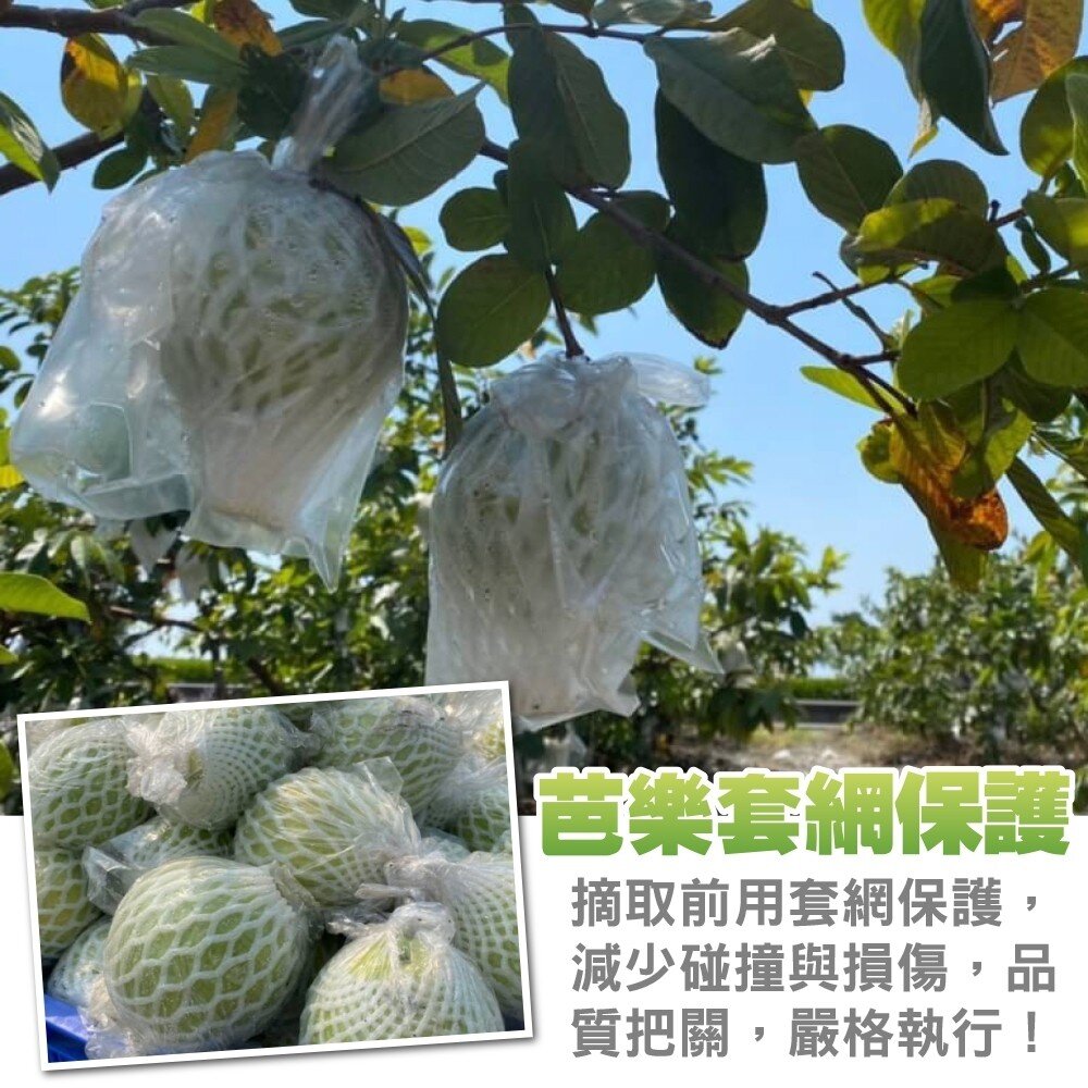 燕巢牛奶珍珠芭樂【果農直配】全省免運-圖片-2