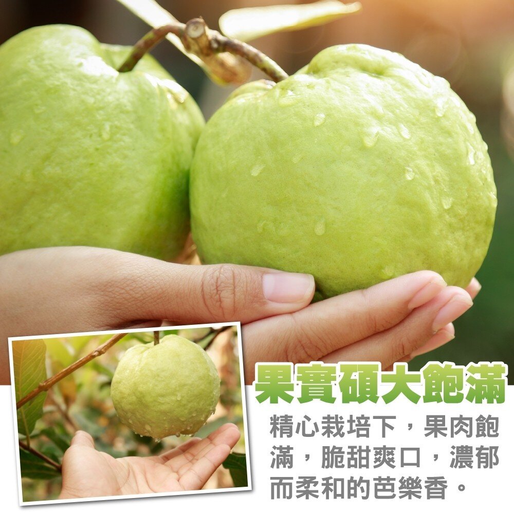 燕巢牛奶珍珠芭樂【果農直配】全省免運-圖片-3
