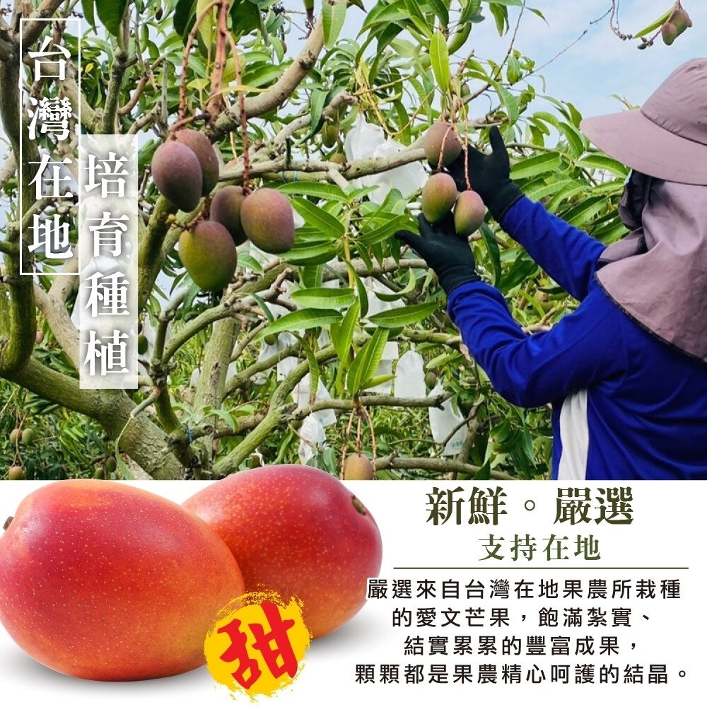 嚴選屏東愛文芒果 0運費【果之蔬】芒果 台灣愛文-圖片-1