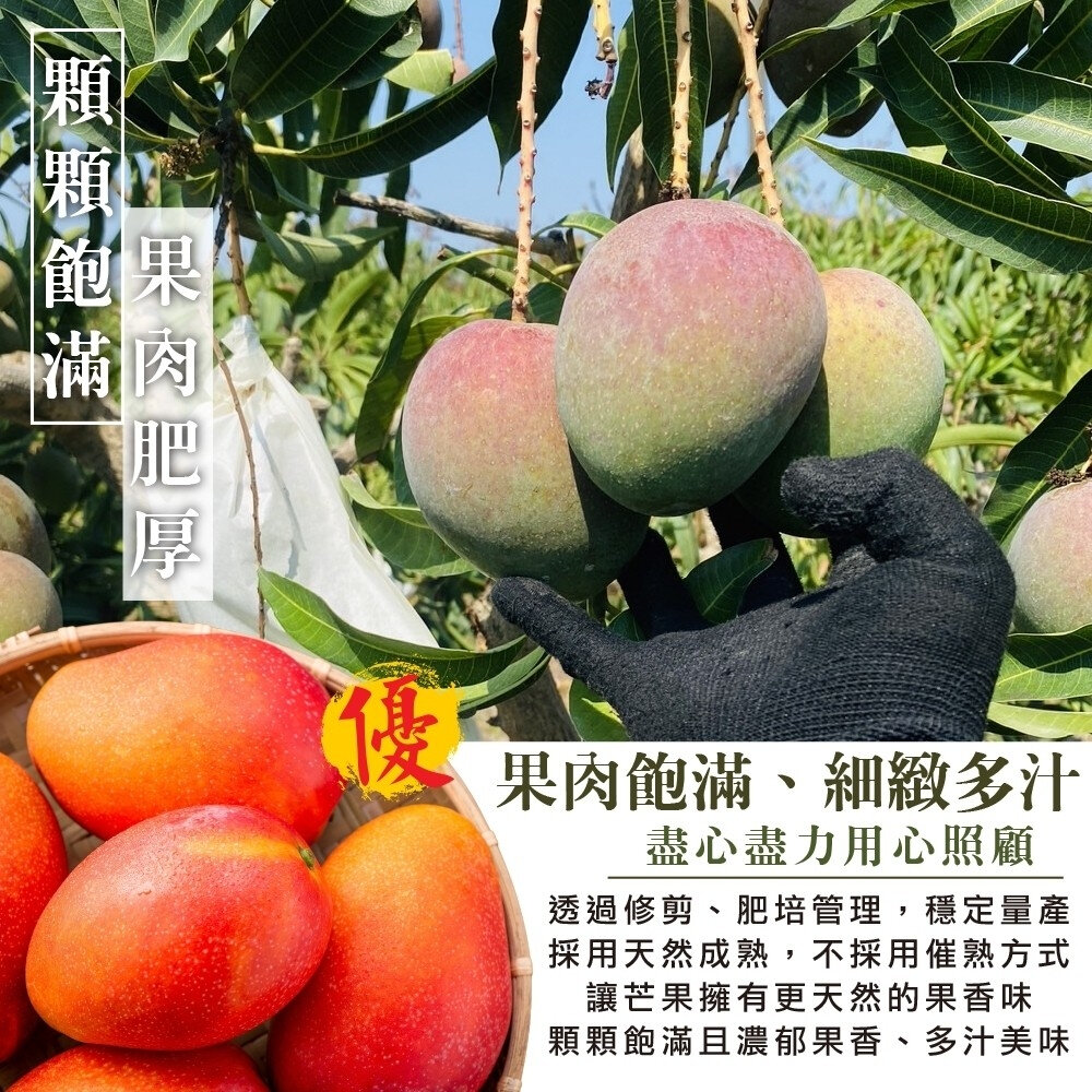 嚴選屏東愛文芒果 0運費【果之蔬】芒果 台灣愛文-圖片-3