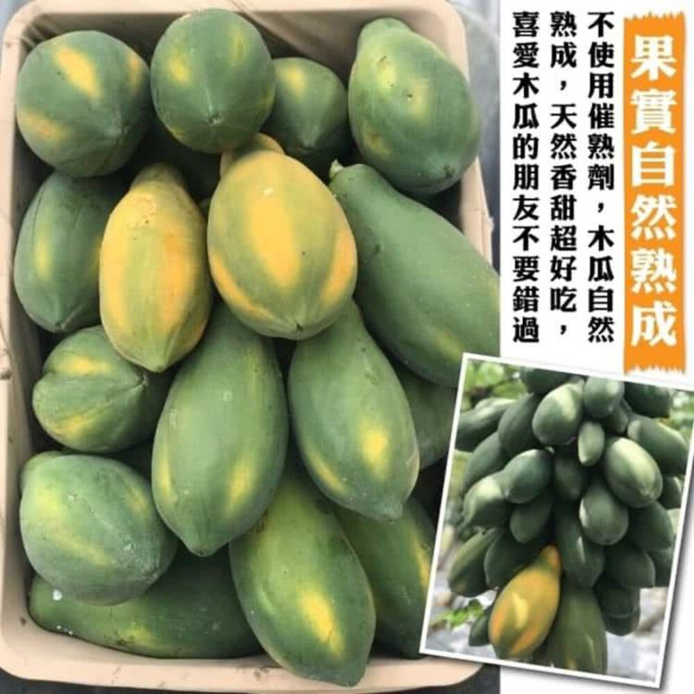 台農2號木瓜10斤±10%/含箱 0運費【果農直配】台灣木瓜 台灣水果 台灣小農木瓜 木瓜牛奶-圖片-2