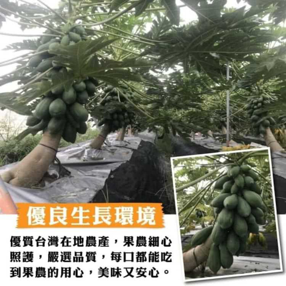 台農2號木瓜10斤±10%/含箱 0運費【果農直配】台灣木瓜 台灣水果 台灣小農木瓜 木瓜牛奶-圖片-3