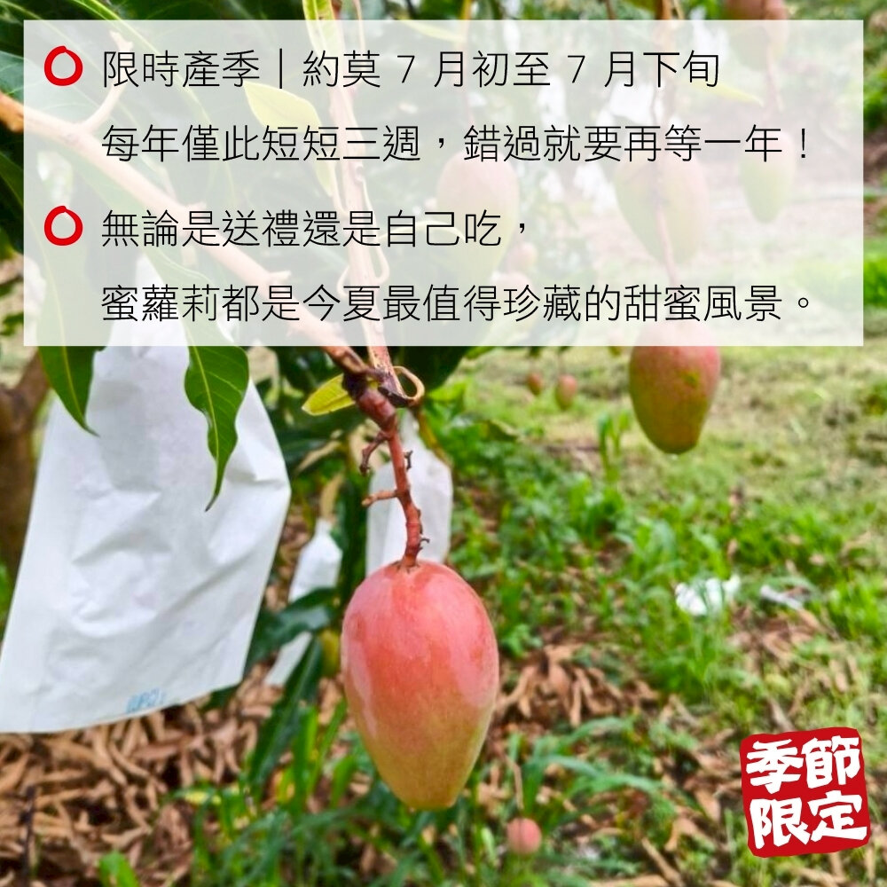 台東太陽公主蜜蘿莉芒果2.5kg±10%含盒(每盒5-7入)【果農直配】芒果禮盒 台灣芒果-圖片-5