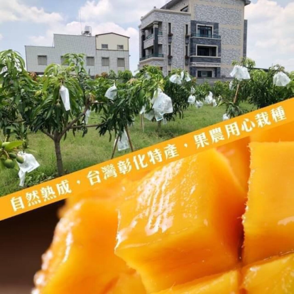 台灣嚴選金蜜芒果 0運費【果農直配】-圖片-1
