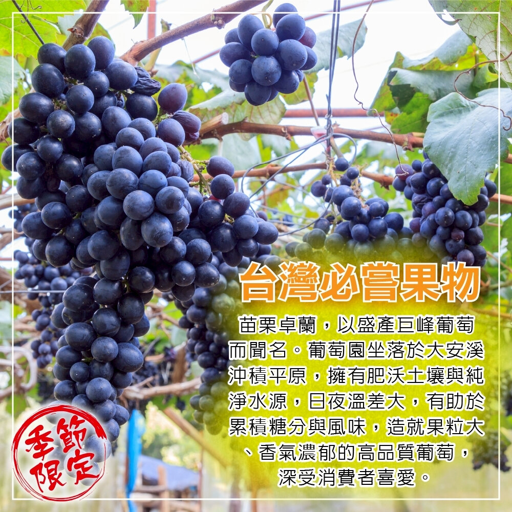 苗栗卓蘭巨峰葡萄禮盒5斤±10%/含盒 0運費【果農直配】巨峰葡萄 卓蘭 葡萄禮盒-圖片-2