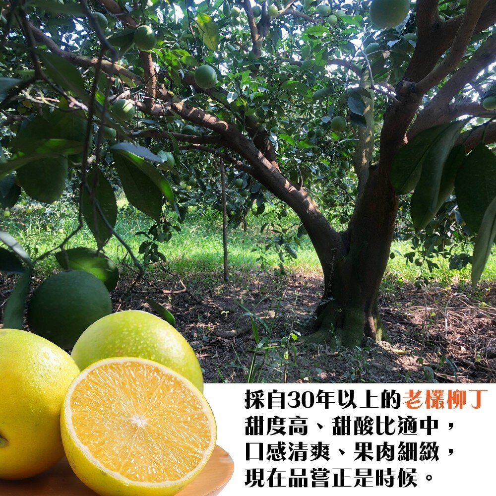 雲林老欉柳丁 0運費【果農直送】台灣柳丁 雲林柳丁 柑橘 老欉丁-圖片-2