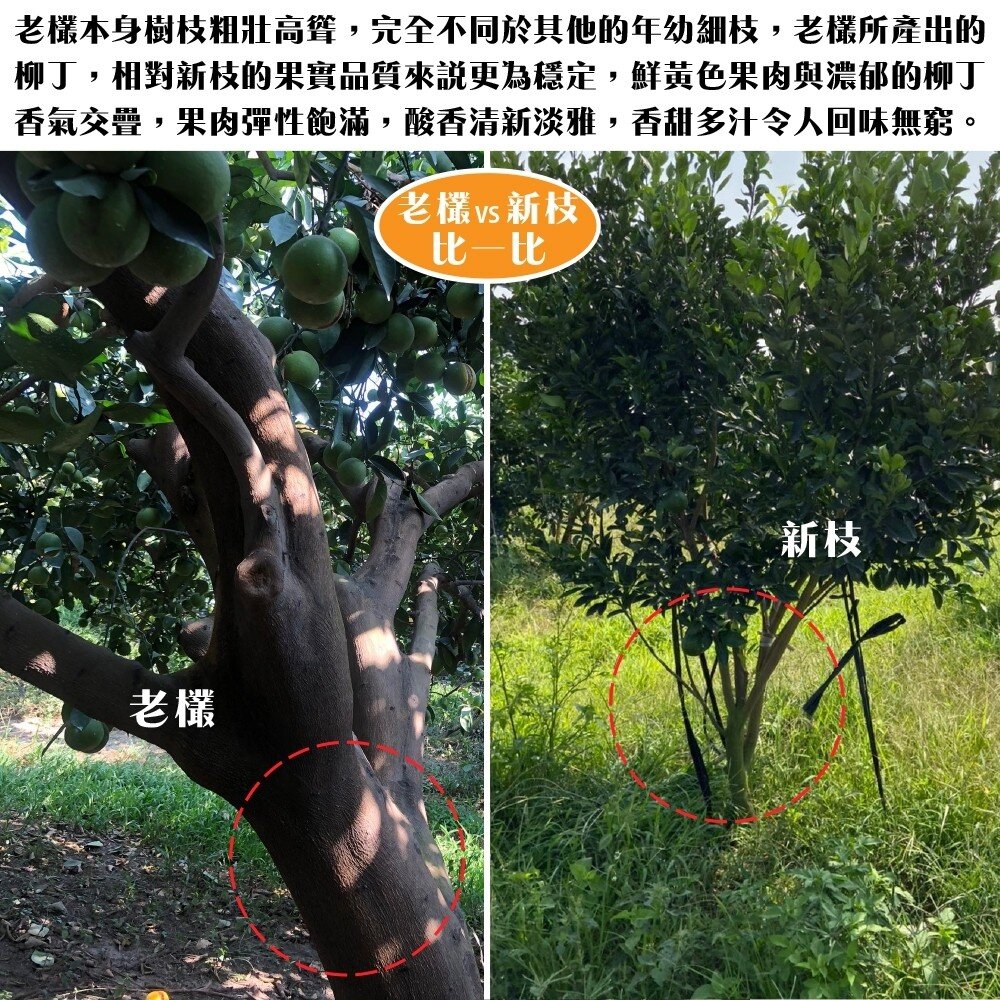 雲林老欉柳丁 0運費【果農直送】台灣柳丁 雲林柳丁 柑橘 老欉丁-圖片-3