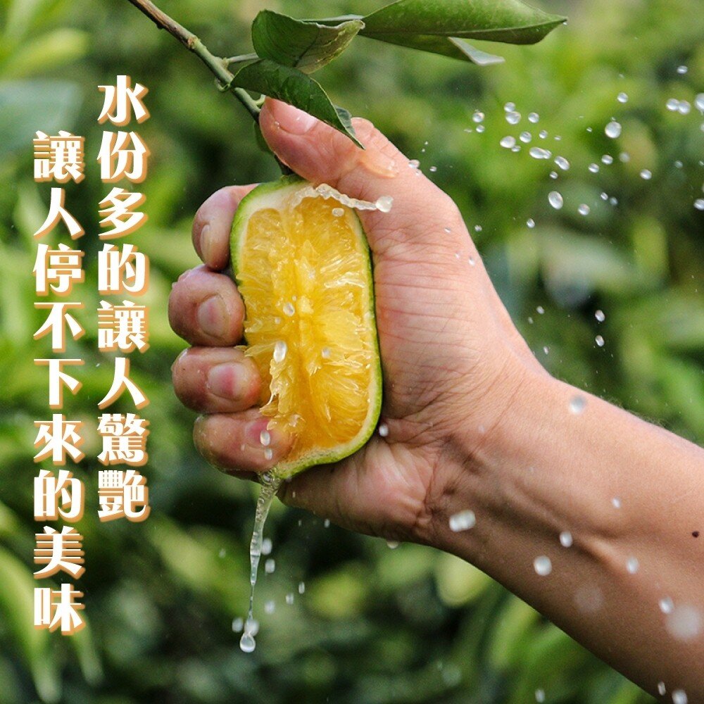 雲林老欉柳丁 0運費【果農直送】台灣柳丁 雲林柳丁 柑橘 老欉丁-圖片-4