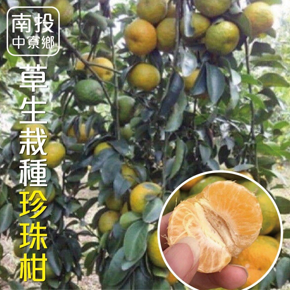 台灣草生栽種珍珠柑 0運費【果農直送】迷你柑-圖片-1