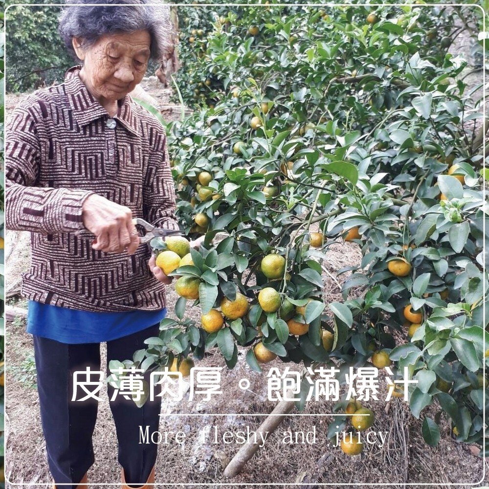 台灣草生栽種珍珠柑 0運費【果農直送】迷你柑-圖片-3