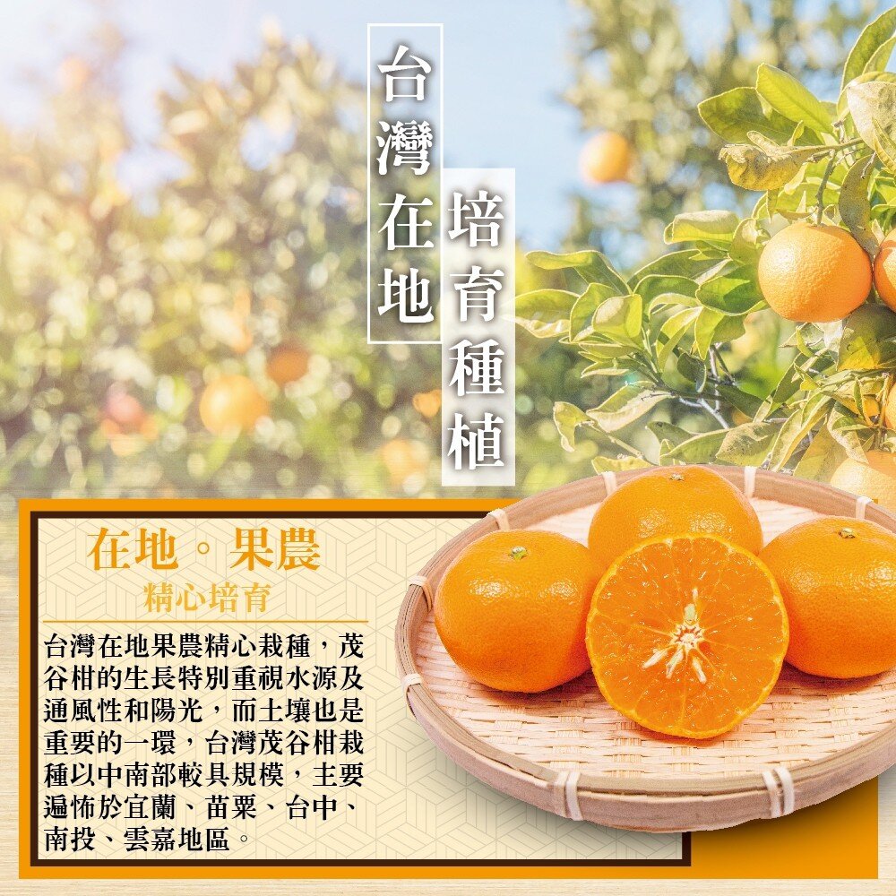 台灣茂谷柑禮盒 0運費【果農直配】柑橘 台灣柑 台灣橘子 椪柑 水果禮盒 年節禮盒-圖片-6