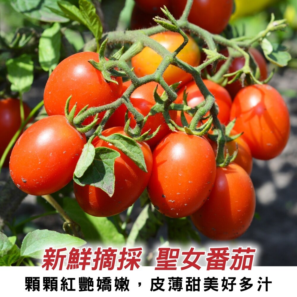 嚴選台灣聖女小番茄(每盒600g±10%含盒) 0運費【果農直配】聖女蕃茄 聖女番茄 聖女小蕃茄-圖片-1