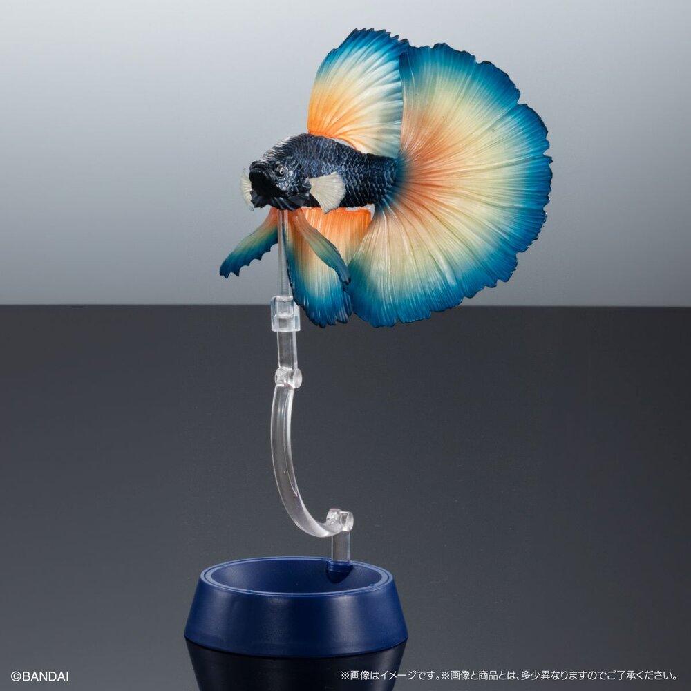 🔥現貨🔥生物大圖鑑 進擊 鬥魚 萬代 扭蛋 轉蛋 ADCANCE 熱帶魚 半月鬥魚-圖片-1