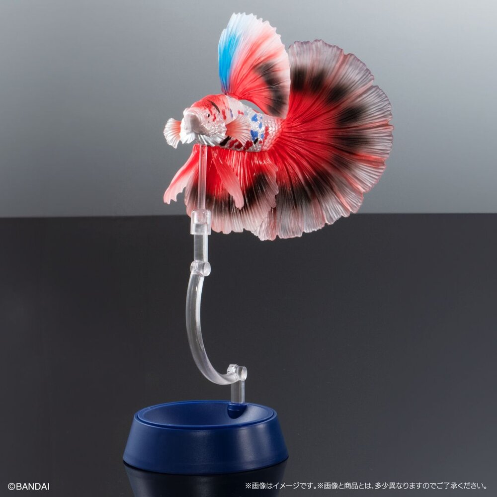 🔥現貨🔥生物大圖鑑 進擊 鬥魚 萬代 扭蛋 轉蛋 ADCANCE 熱帶魚 半月鬥魚-圖片-2