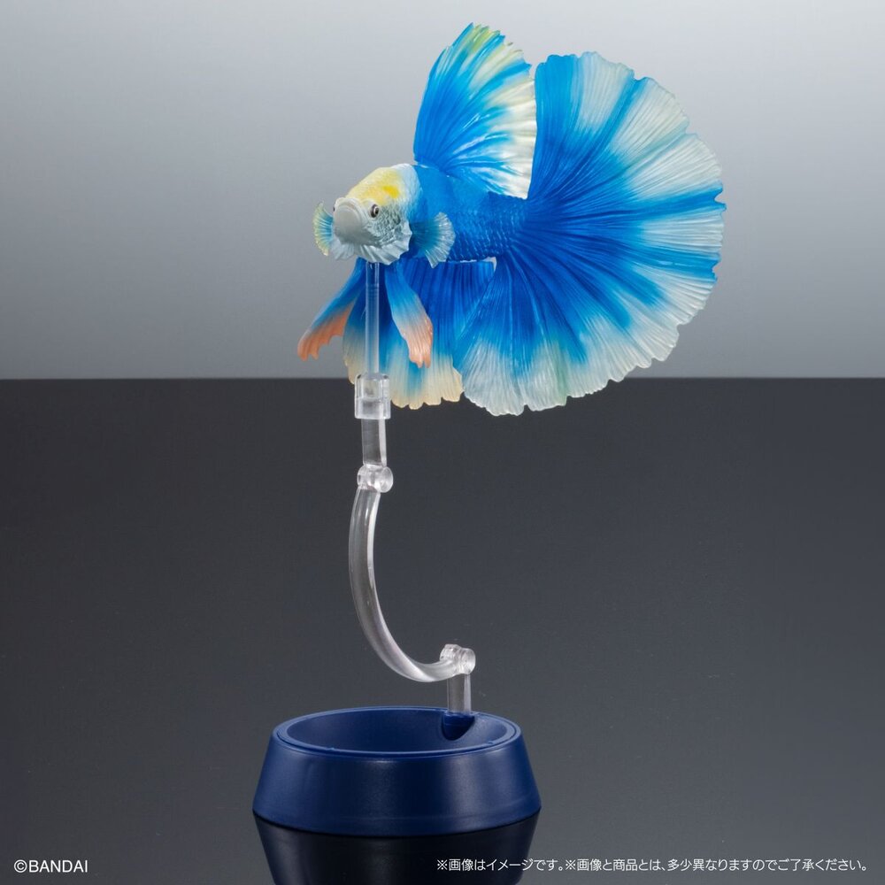 🔥現貨🔥生物大圖鑑 進擊 鬥魚 萬代 扭蛋 轉蛋 ADCANCE 熱帶魚 半月鬥魚-圖片-3