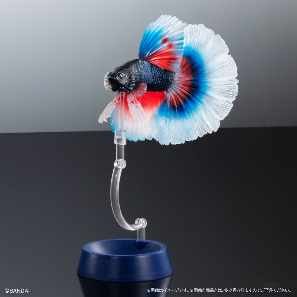 🔥現貨🔥生物大圖鑑 進擊 鬥魚 萬代 扭蛋 轉蛋 ADCANCE 熱帶魚 半月鬥魚-圖片-4