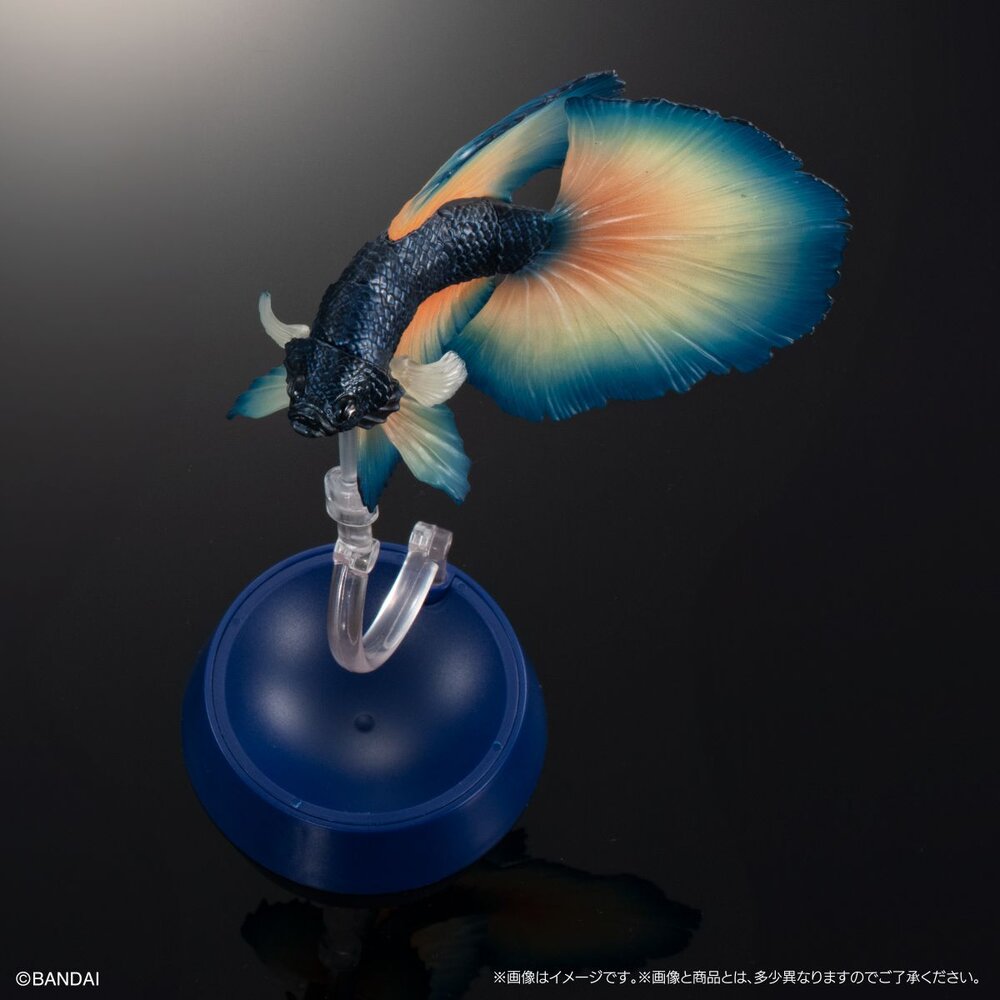 🔥現貨🔥生物大圖鑑 進擊 鬥魚 萬代 扭蛋 轉蛋 ADCANCE 熱帶魚 半月鬥魚-圖片-5