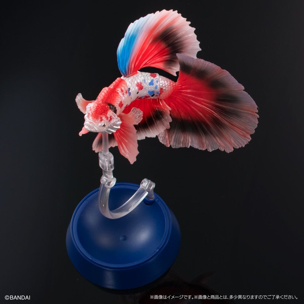 🔥現貨🔥生物大圖鑑 進擊 鬥魚 萬代 扭蛋 轉蛋 ADCANCE 熱帶魚 半月鬥魚-圖片-6