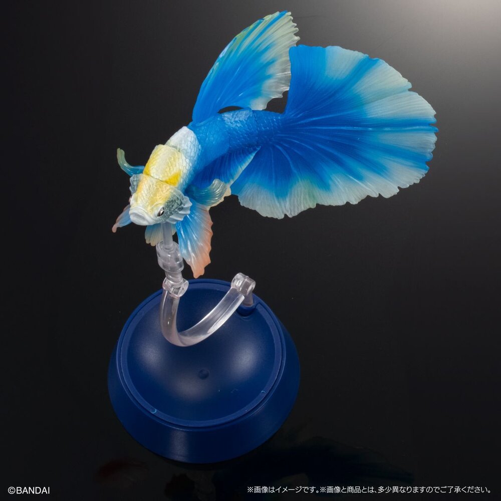 🔥現貨🔥生物大圖鑑 進擊 鬥魚 萬代 扭蛋 轉蛋 ADCANCE 熱帶魚 半月鬥魚-圖片-7