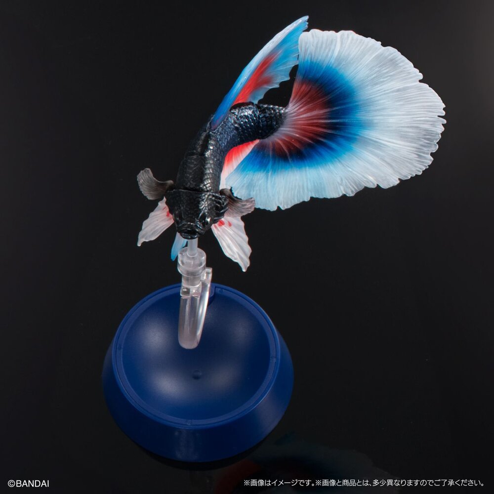 🔥現貨🔥生物大圖鑑 進擊 鬥魚 萬代 扭蛋 轉蛋 ADCANCE 熱帶魚 半月鬥魚-圖片-8