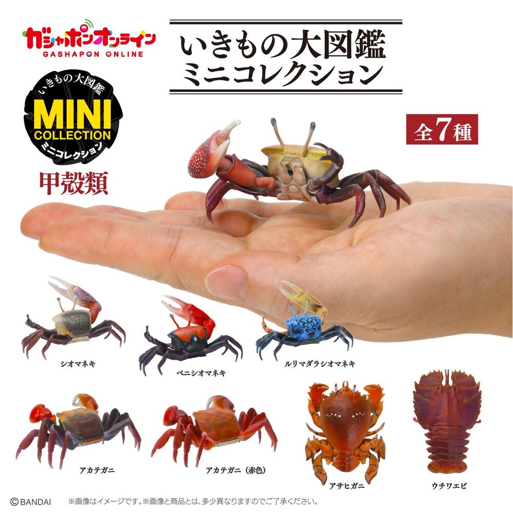 🔥現貨🔥生物大圖鑑 甲殼類01 萬代 扭蛋 轉蛋 螃蟹 旭蟹 招潮蟹 螯蟹 團扇蝦-圖片-1