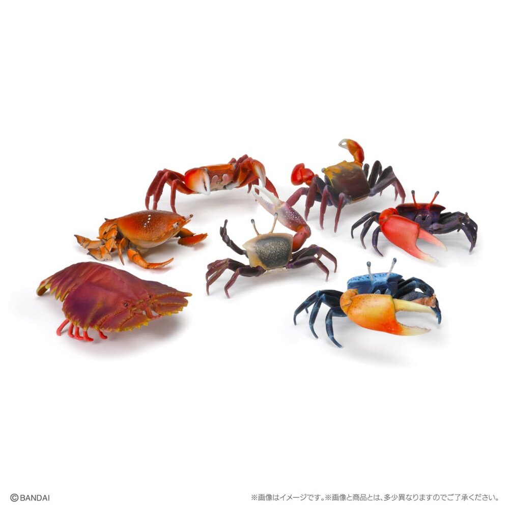 🔥現貨🔥生物大圖鑑 甲殼類01 萬代 扭蛋 轉蛋 螃蟹 旭蟹 招潮蟹 螯蟹 團扇蝦-圖片-2