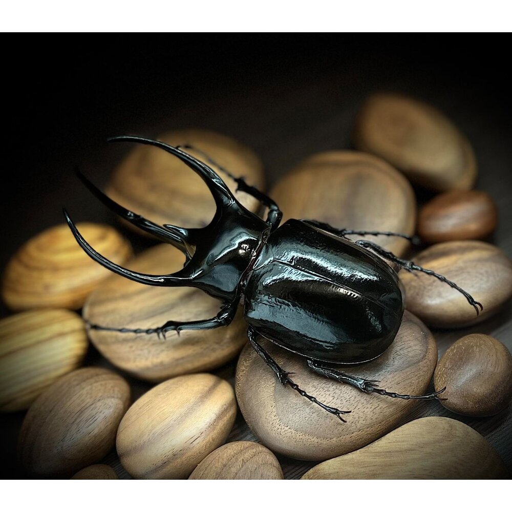 🔥現貨🔥高卡薩斯南洋大兜蟲模型 涅槃工作室 南洋大兜蟲 甲蟲 昆蟲 兜蟲 CCB 擬真模型 擺飾 磁鐵 涅盤-圖片-1