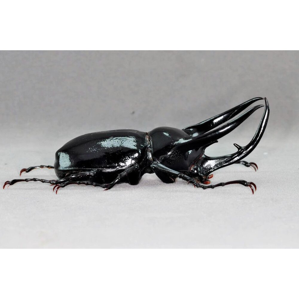 🔥現貨🔥高卡薩斯南洋大兜蟲模型 涅槃工作室 南洋大兜蟲 甲蟲 昆蟲 兜蟲 CCB 擬真模型 擺飾 磁鐵 涅盤-圖片-2