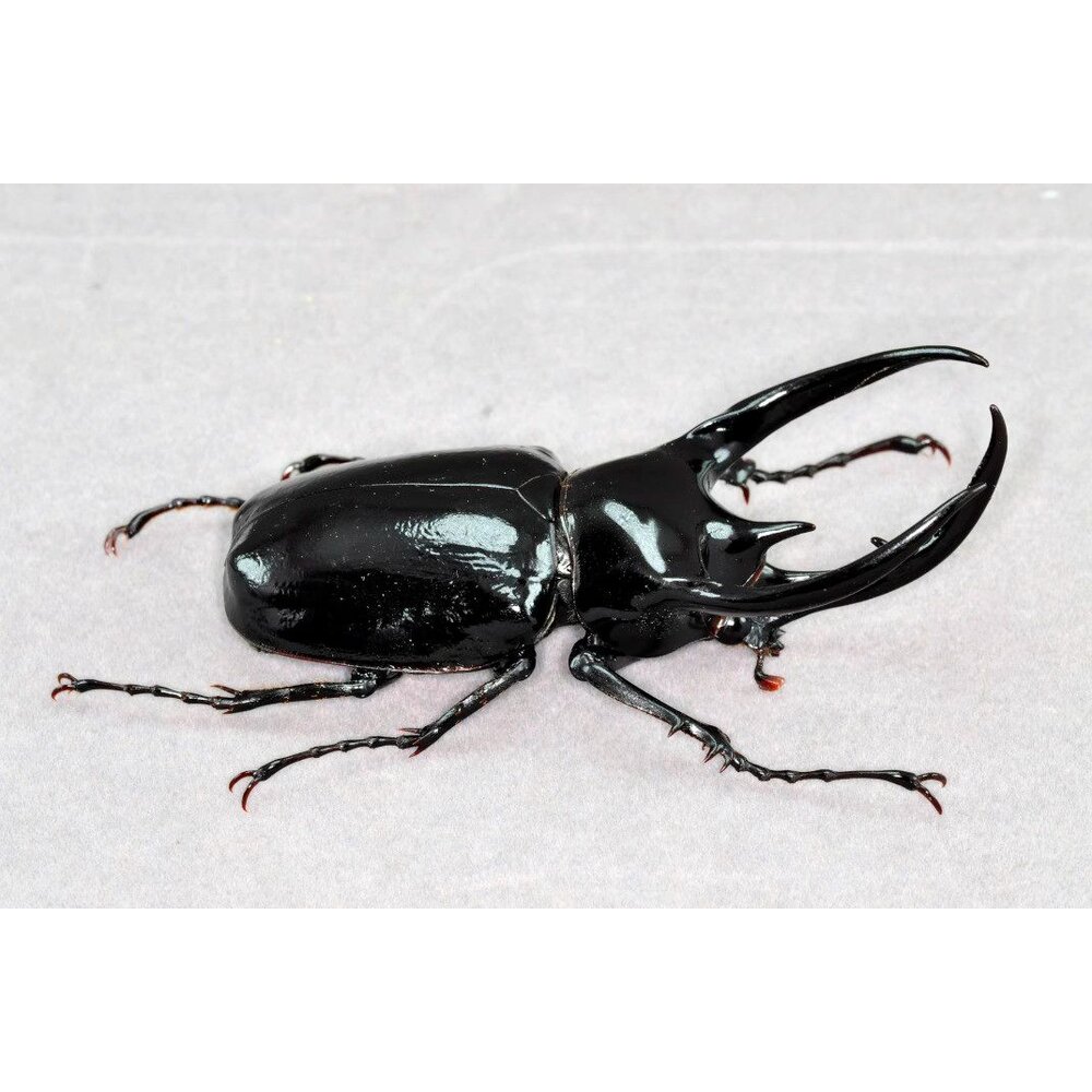 🔥現貨🔥高卡薩斯南洋大兜蟲模型 涅槃工作室 南洋大兜蟲 甲蟲 昆蟲 兜蟲 CCB 擬真模型 擺飾 磁鐵 涅盤-圖片-3