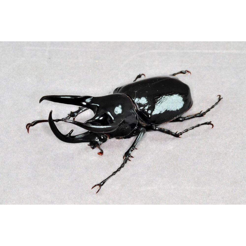 🔥現貨🔥高卡薩斯南洋大兜蟲模型 涅槃工作室 南洋大兜蟲 甲蟲 昆蟲 兜蟲 CCB 擬真模型 擺飾 磁鐵 涅盤-圖片-5