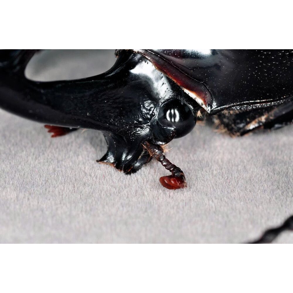 🔥現貨🔥高卡薩斯南洋大兜蟲模型 涅槃工作室 南洋大兜蟲 甲蟲 昆蟲 兜蟲 CCB 擬真模型 擺飾 磁鐵 涅盤-圖片-6