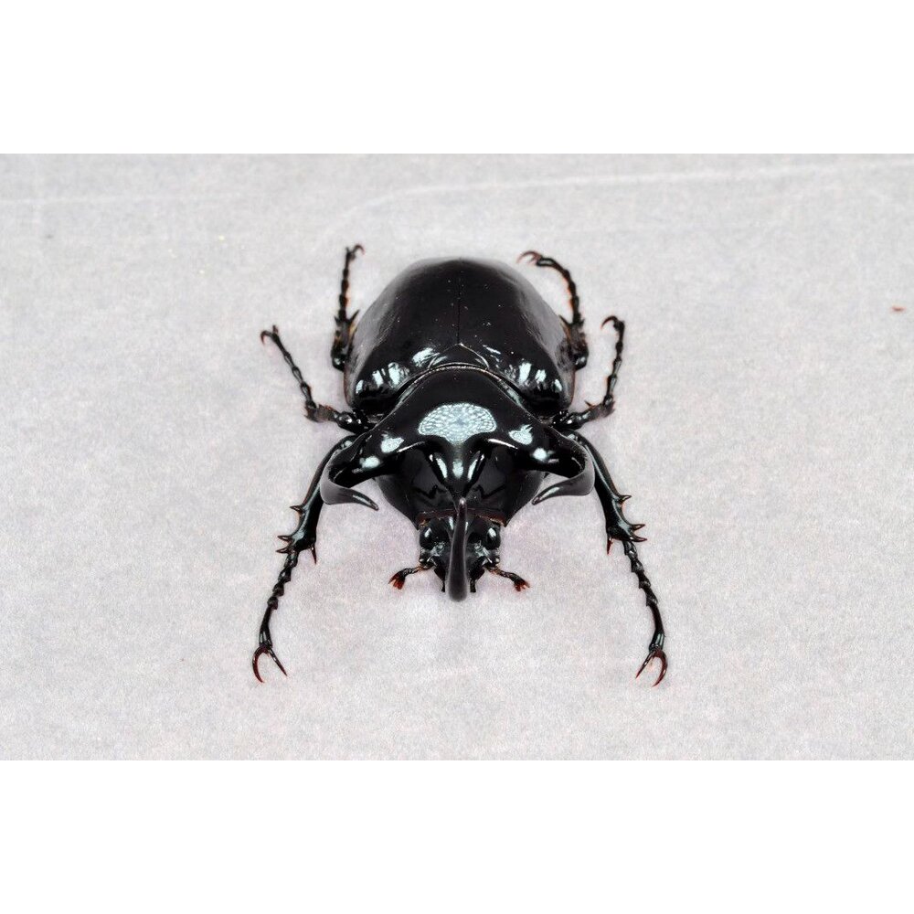 🔥現貨🔥高卡薩斯南洋大兜蟲模型 涅槃工作室 南洋大兜蟲 甲蟲 昆蟲 兜蟲 CCB 擬真模型 擺飾 磁鐵 涅盤-圖片-7