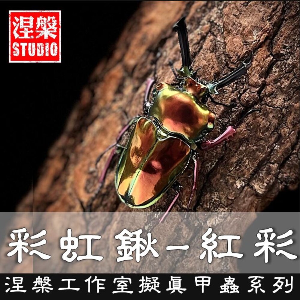 🔥現貨🔥彩虹鍬形蟲模型 涅槃工作室 甲蟲 昆蟲 鍬形蟲 擬真模型 擺飾-圖片-2