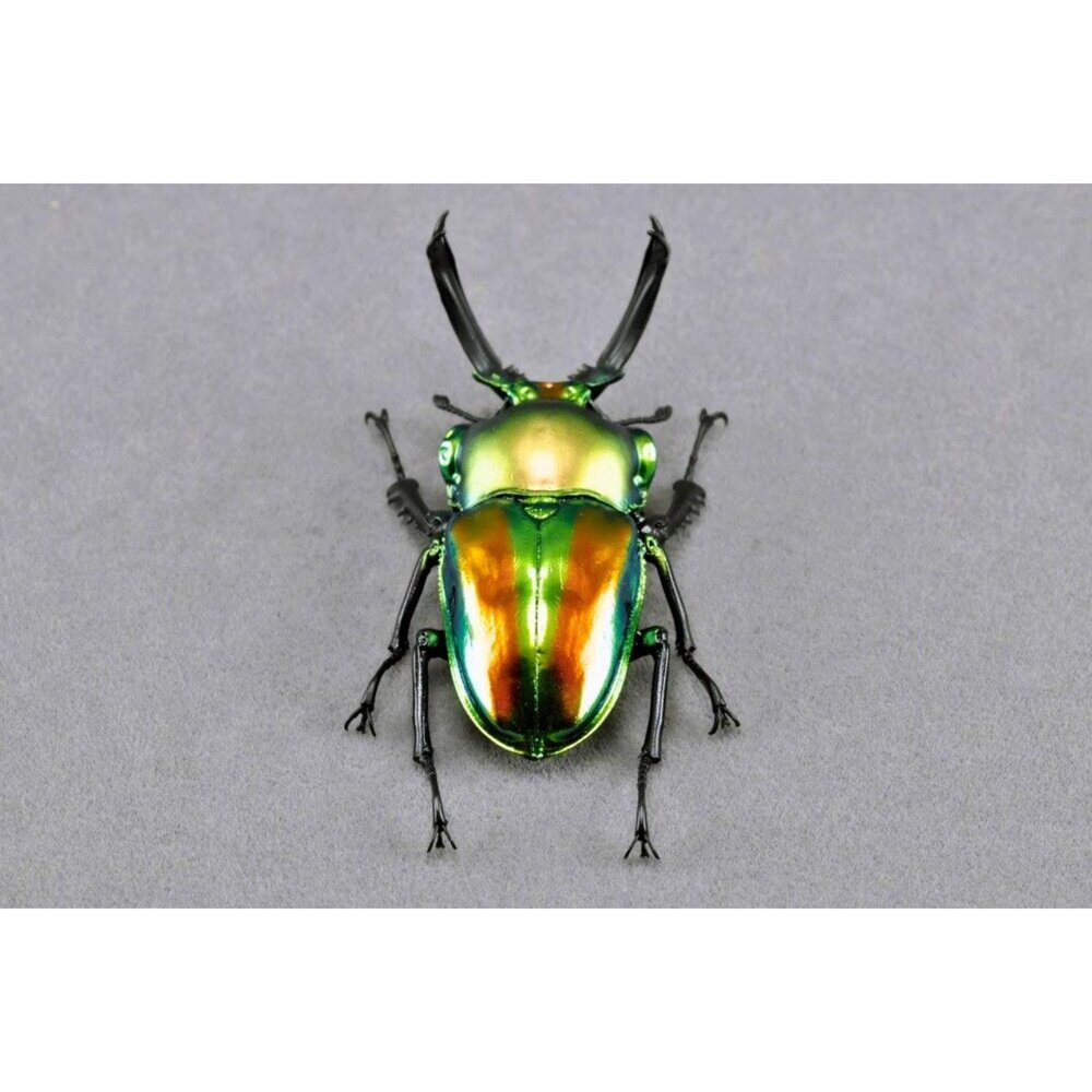 🔥現貨🔥彩虹鍬形蟲模型 涅槃工作室 甲蟲 昆蟲 鍬形蟲 擬真模型 擺飾-圖片-4