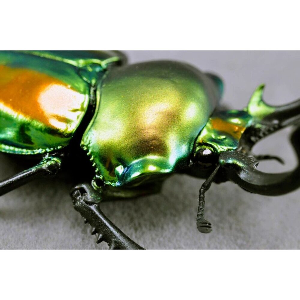 🔥現貨🔥彩虹鍬形蟲模型 涅槃工作室 甲蟲 昆蟲 鍬形蟲 擬真模型 擺飾-圖片-6