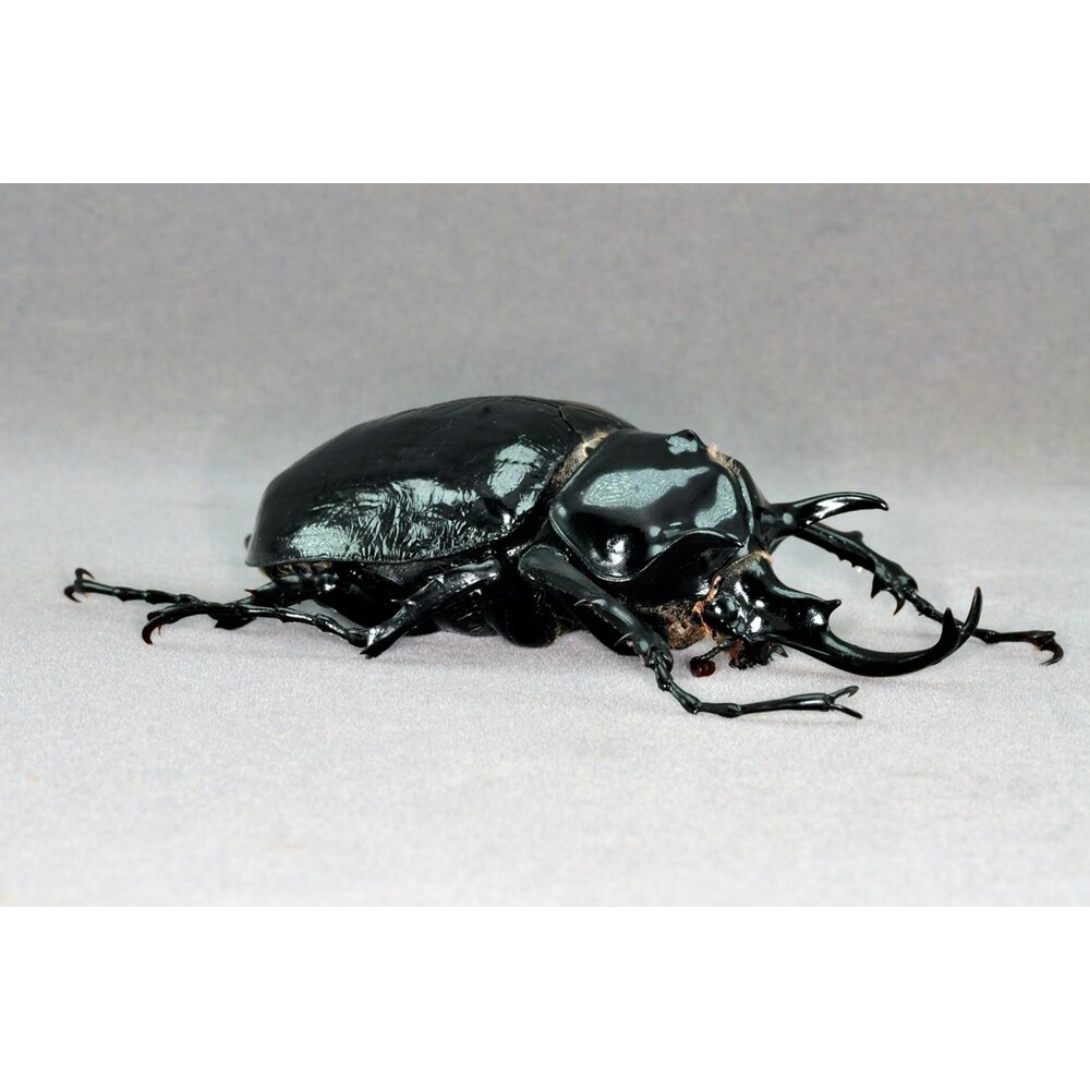 🔥現貨🔥 戰神大兜蟲模型 涅槃工作室 戰神象兜蟲 甲蟲 昆蟲 兜蟲 擬真模型 擺飾 磁鐵 涅盤-圖片-1