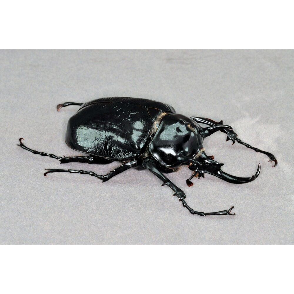 🔥現貨🔥 戰神大兜蟲模型 涅槃工作室 戰神象兜蟲 甲蟲 昆蟲 兜蟲 擬真模型 擺飾 磁鐵 涅盤-圖片-2