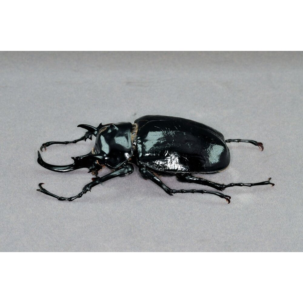 🔥現貨🔥 戰神大兜蟲模型 涅槃工作室 戰神象兜蟲 甲蟲 昆蟲 兜蟲 擬真模型 擺飾 磁鐵 涅盤-圖片-3