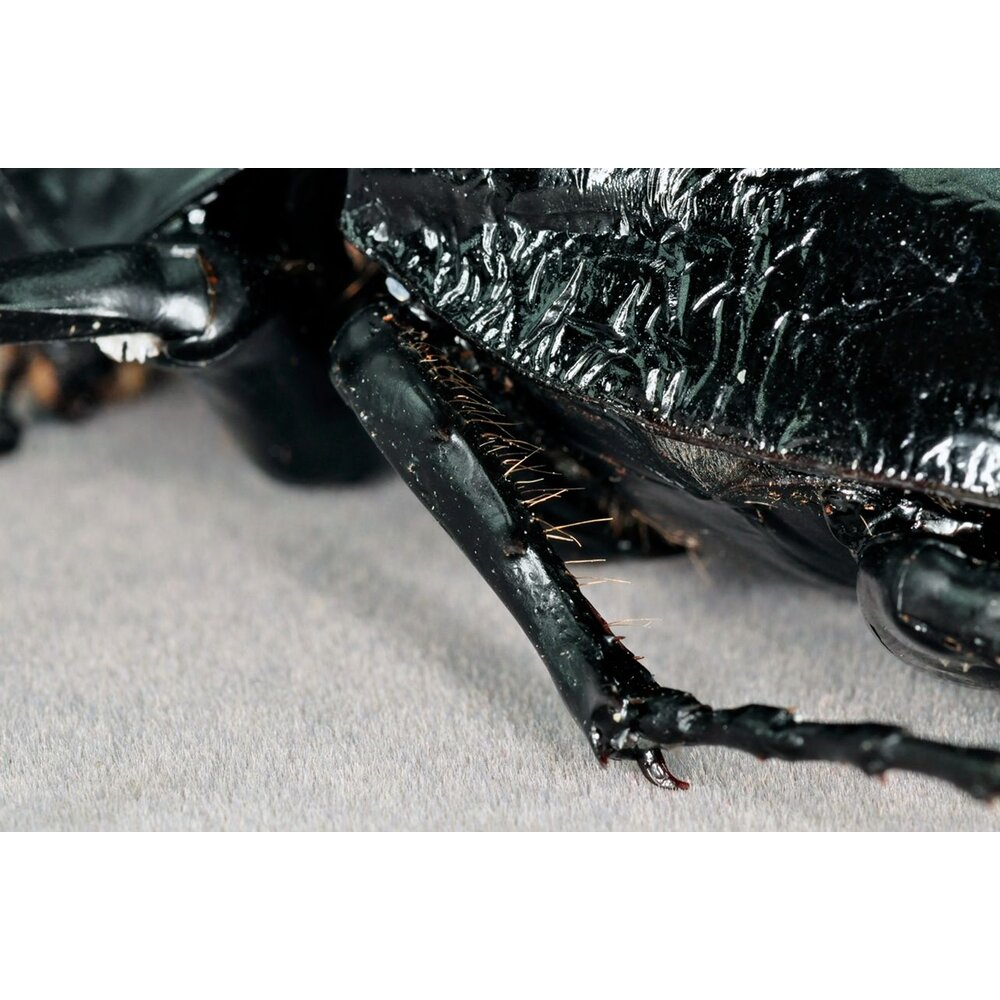 🔥現貨🔥 戰神大兜蟲模型 涅槃工作室 戰神象兜蟲 甲蟲 昆蟲 兜蟲 擬真模型 擺飾 磁鐵 涅盤-圖片-4