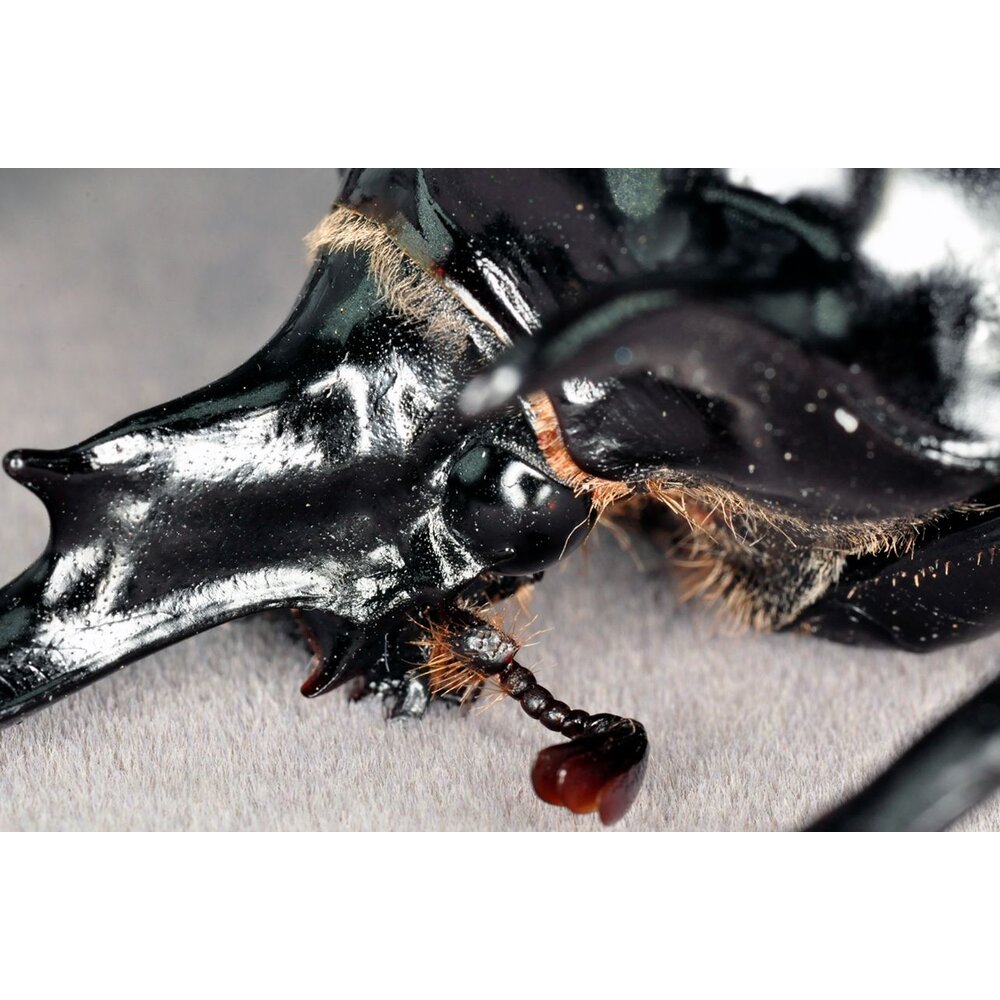 🔥現貨🔥 戰神大兜蟲模型 涅槃工作室 戰神象兜蟲 甲蟲 昆蟲 兜蟲 擬真模型 擺飾 磁鐵 涅盤-圖片-5