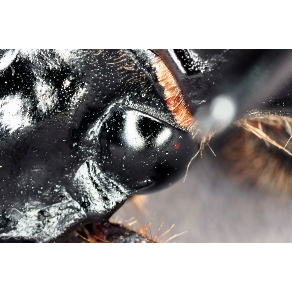 🔥現貨🔥 戰神大兜蟲模型 涅槃工作室 戰神象兜蟲 甲蟲 昆蟲 兜蟲 擬真模型 擺飾 磁鐵 涅盤-圖片-6