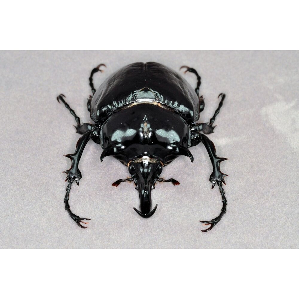 🔥現貨🔥 戰神大兜蟲模型 涅槃工作室 戰神象兜蟲 甲蟲 昆蟲 兜蟲 擬真模型 擺飾 磁鐵 涅盤-圖片-7